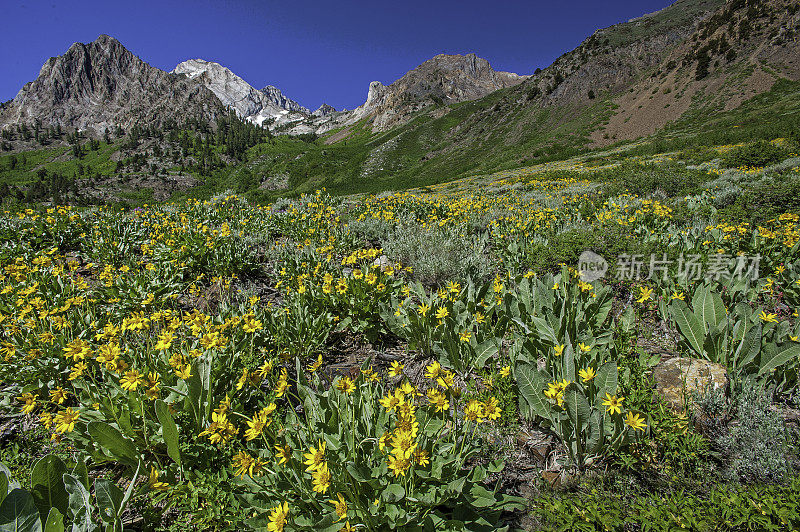 Wyethia mollis是紫菀科中的一种花，俗称毛骡耳。内华达山脉东侧，因约国家森林，麦吉溪峡谷，Mono县，加利福尼亚州。